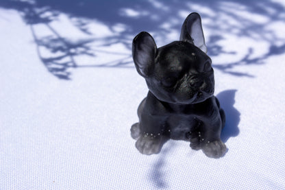Mini Bouledogue