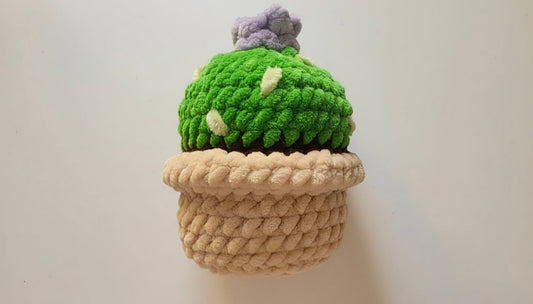 Cactus dans son pot